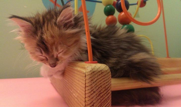 The tiniest floof.