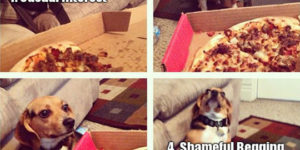 Four Stages Of Pizza Bargaining
