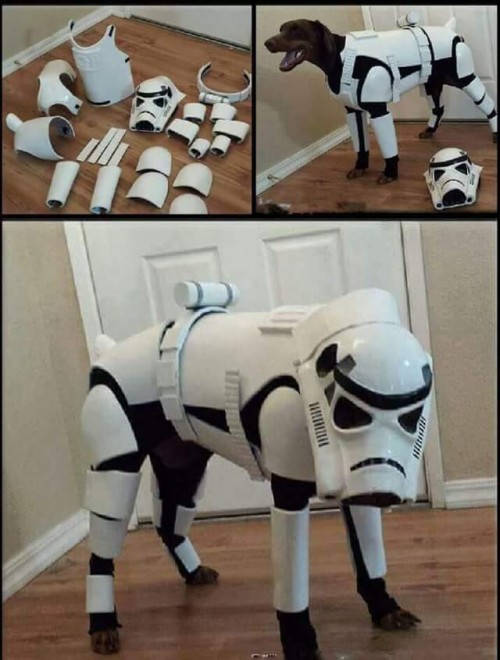 Star Wars K-9 unit