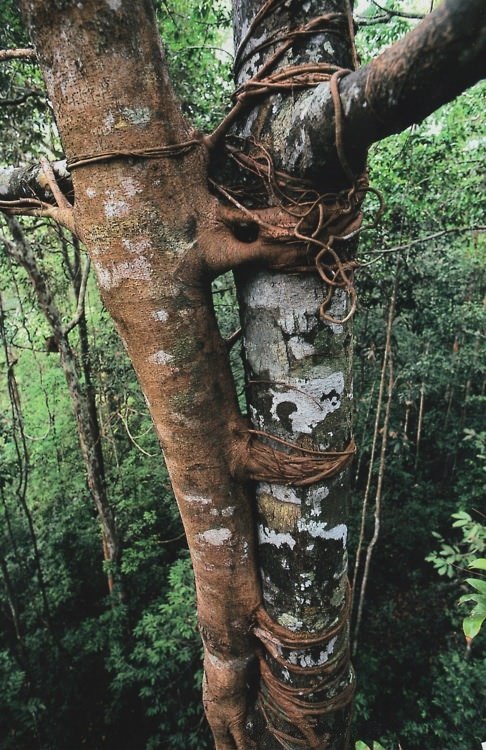 Overly attached tree