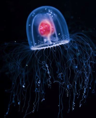 The Immortal Jellyfish