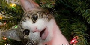 Cats at Christmastime, it’s a tradition…