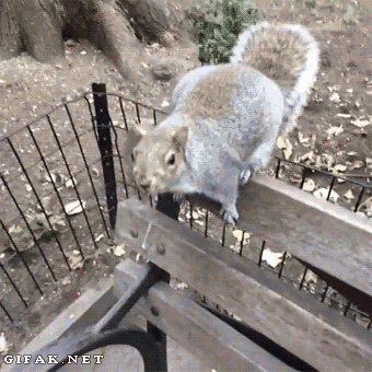 Squirrel Steals Camera