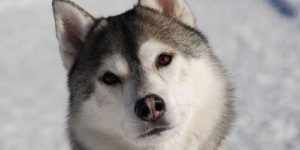 Condescending Husky