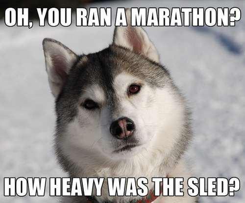 Condescending Husky