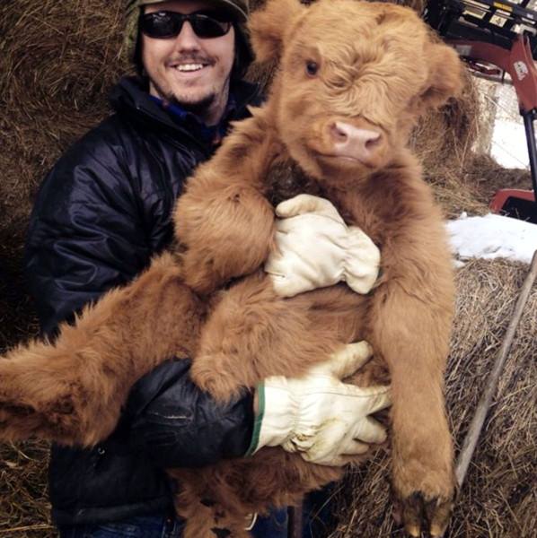 A cuddly Scottish Cow