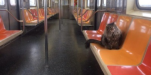 Why did you bring your cat on the train?