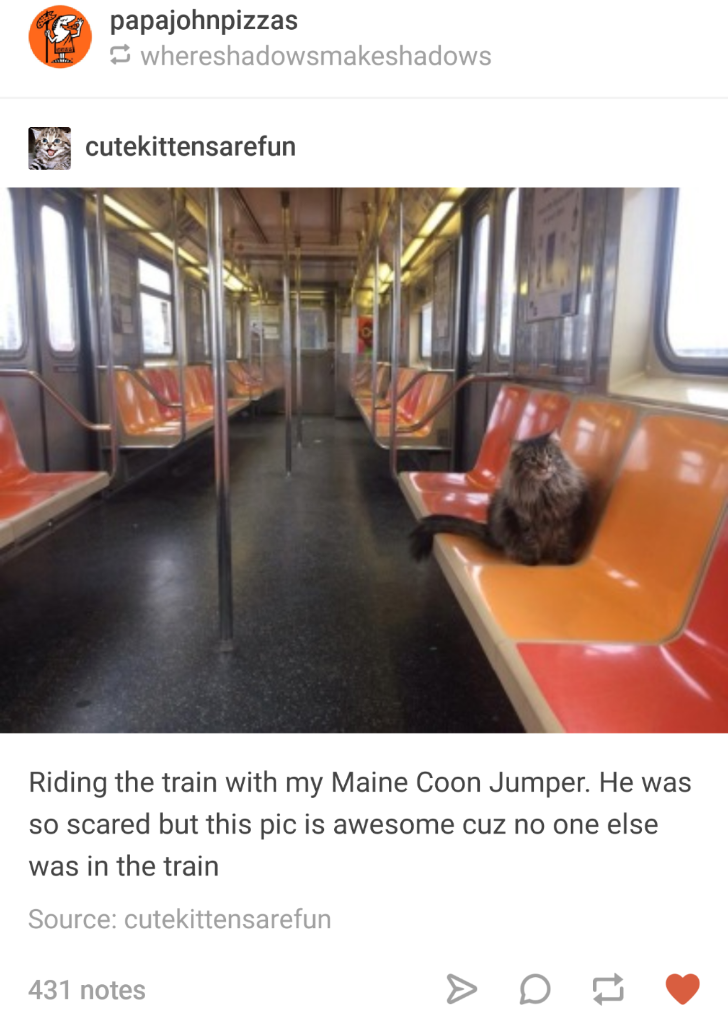 Why did you bring your cat on the train?