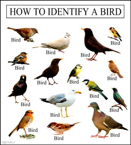 Learn some birb.