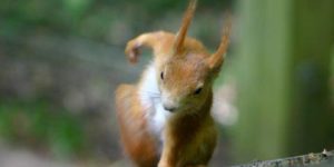 And here we see a picture of the rare Superhero-Squirrel ready to punch