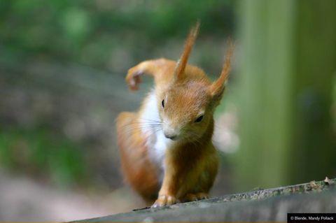 And here we see a picture of the rare Superhero-Squirrel ready to punch