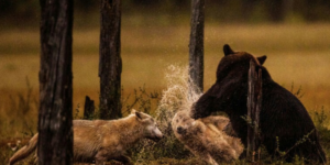 Bear punching a wolf. Damn nature…