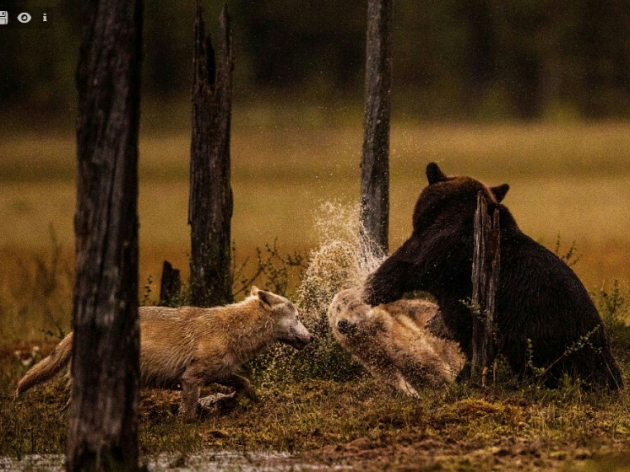 Bear punching a wolf. Damn nature...