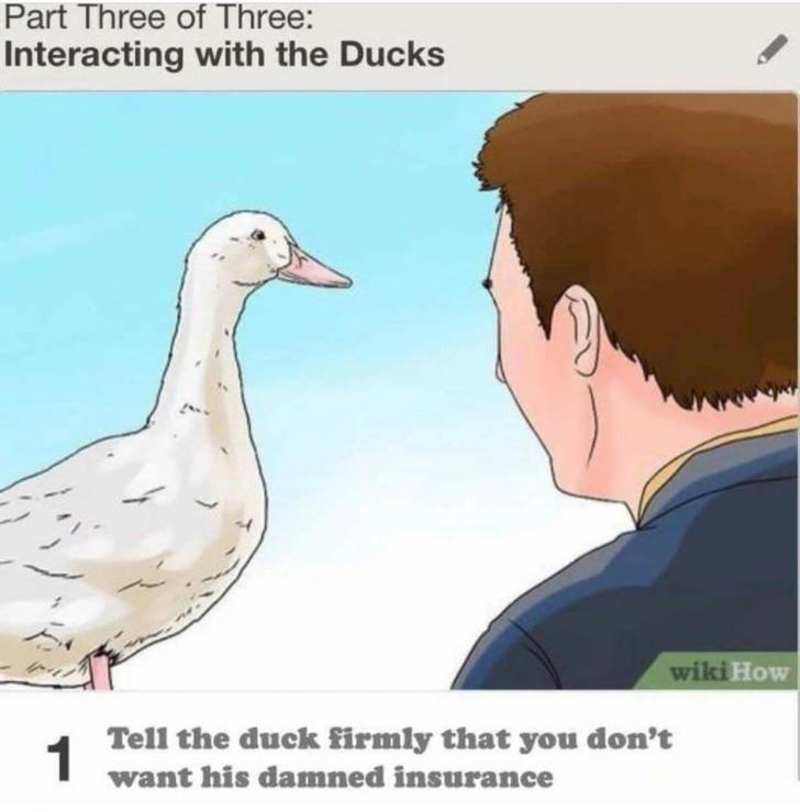 Interacting with ducks - A guide