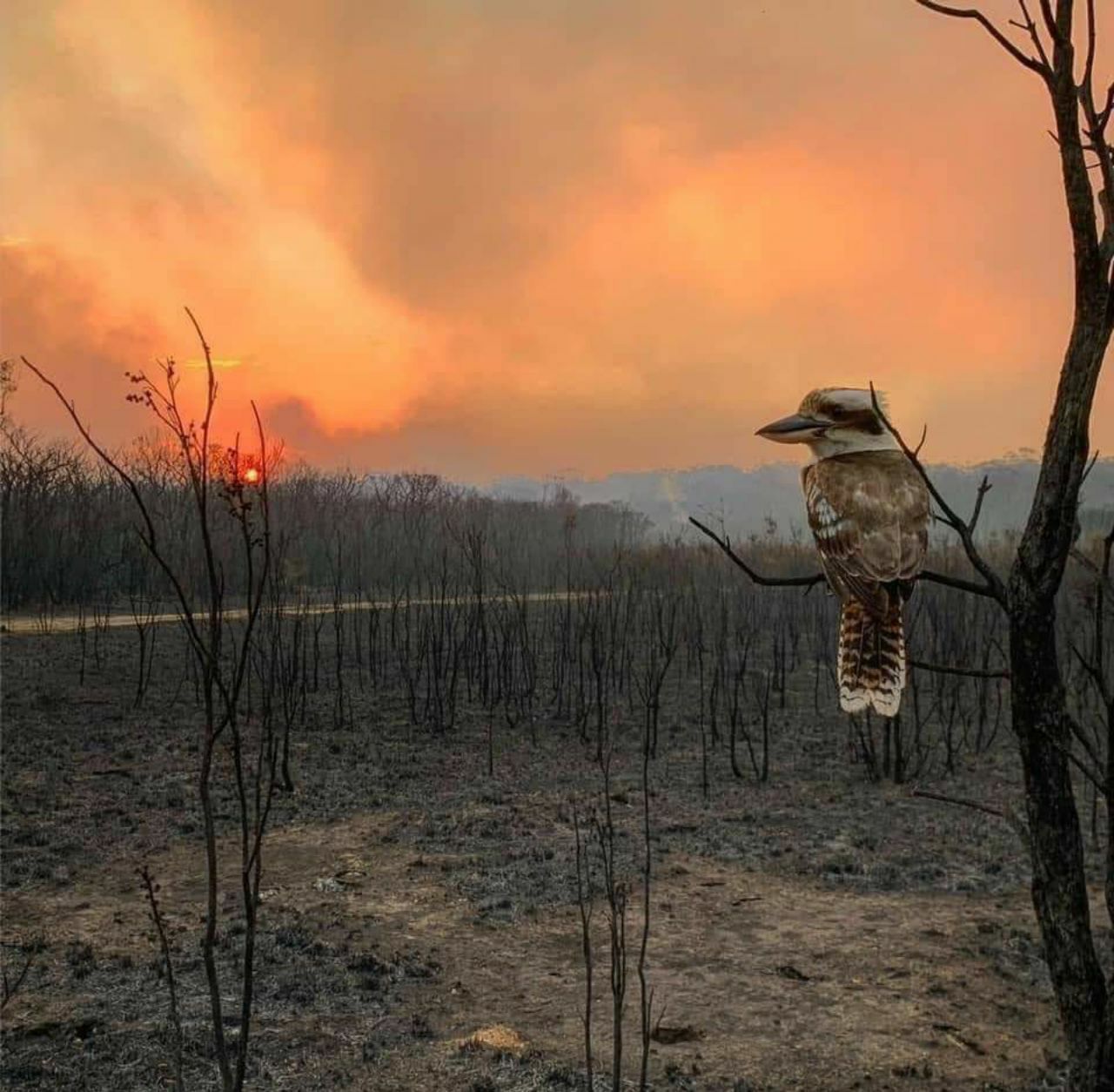 Kookaburra Sits In The Old Gum Tree... RIP In Peace AUS