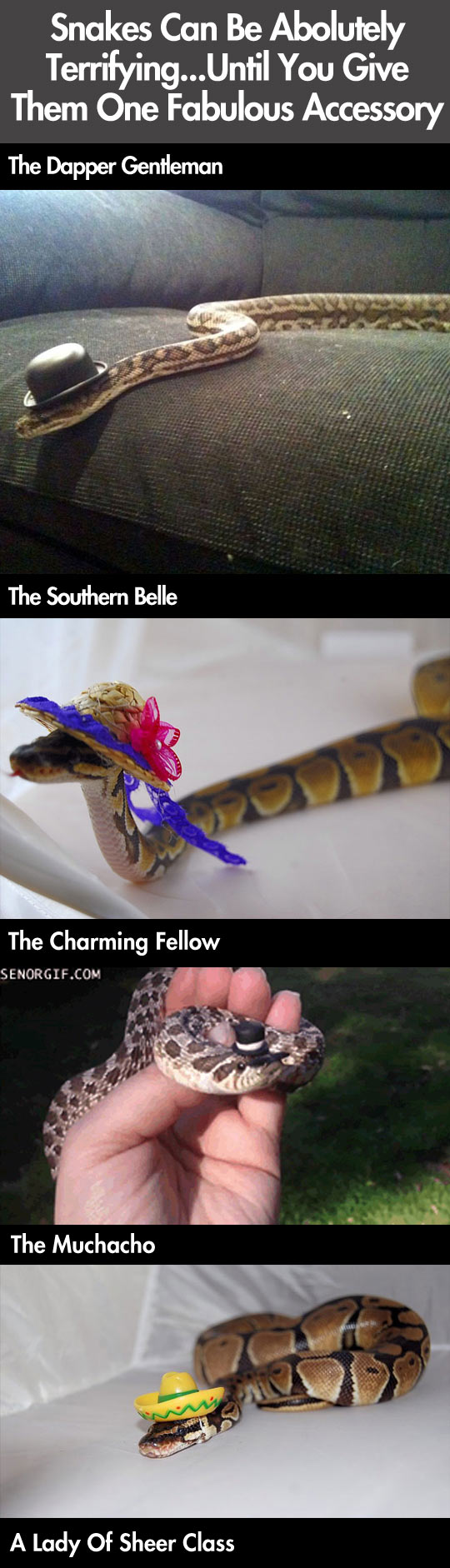 Snakes can terrifying...