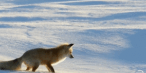 Fox hunting for mice under the snow.