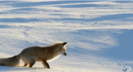 Fox hunting for mice under the snow.
