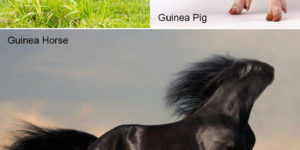 When+guinea+pigs+rule+the+world%26%238230%3B