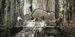 These lumberjacks are a little too sure of their work