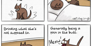 What makes a cat happy?