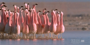 The mating dance of the Chilean Flamingo