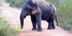 Elephant with dwarfism, about 5ft tall and fully grown