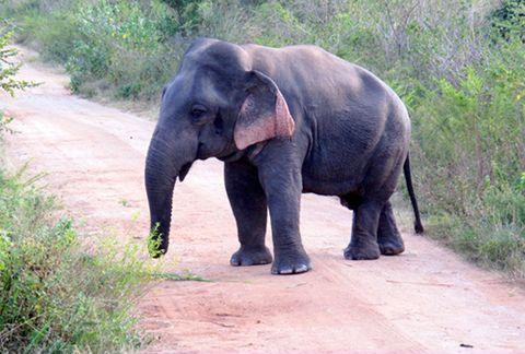 Elephant with dwarfism, about 5ft tall and fully grown