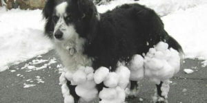 Snow+doggy+is+ready+for+battle%21
