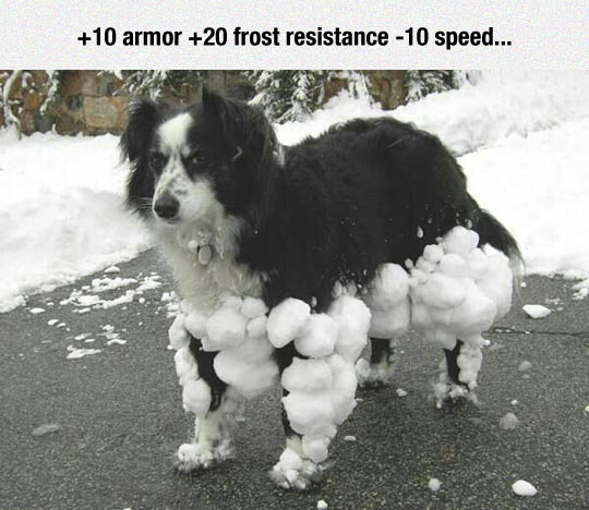 Snow doggy is ready for battle!