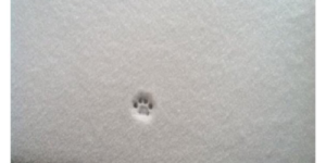 The littlest nope