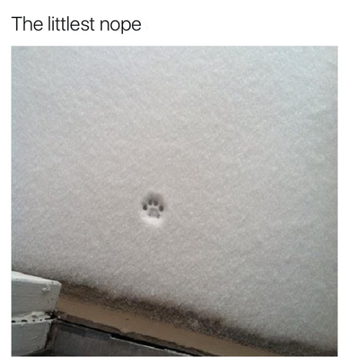 The littlest nope