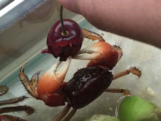 This is how crabs eat
