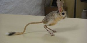 Jerboa are my spirit animal