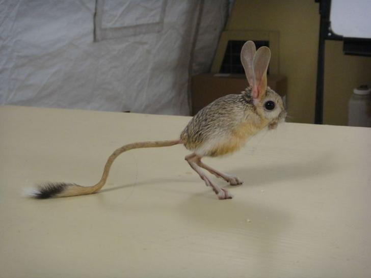 Jerboa are my spirit animal