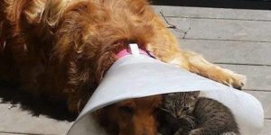 Cone of shame and chill?