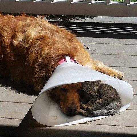 Cone of shame and chill?