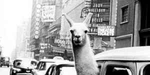 Llamas of NY– Time square, circca 1960.
