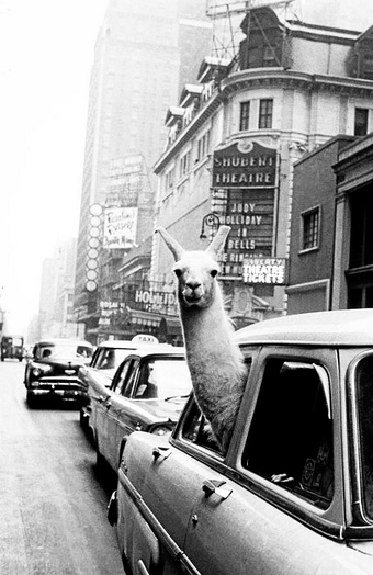Llamas of NY-- Time square, circca 1960.