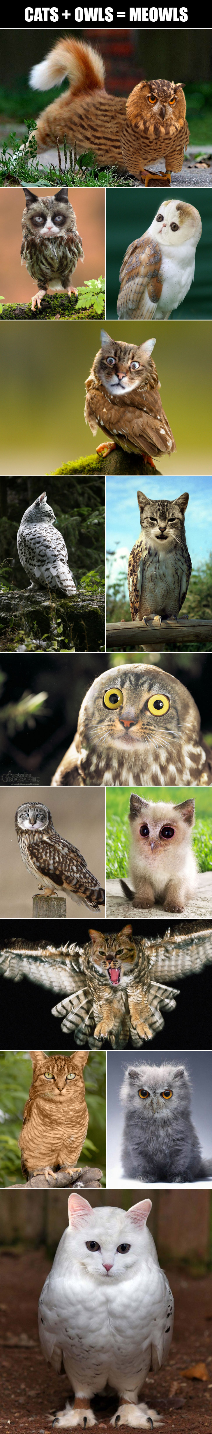 Cats plus owls.