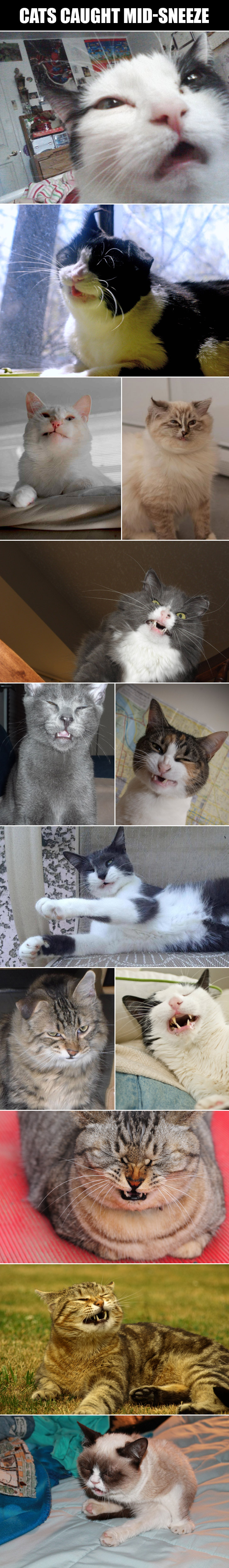 Cats caught mid-sneeze.