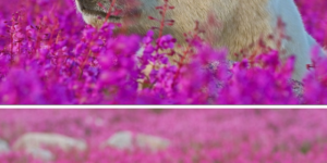 Polar bears in fireweed