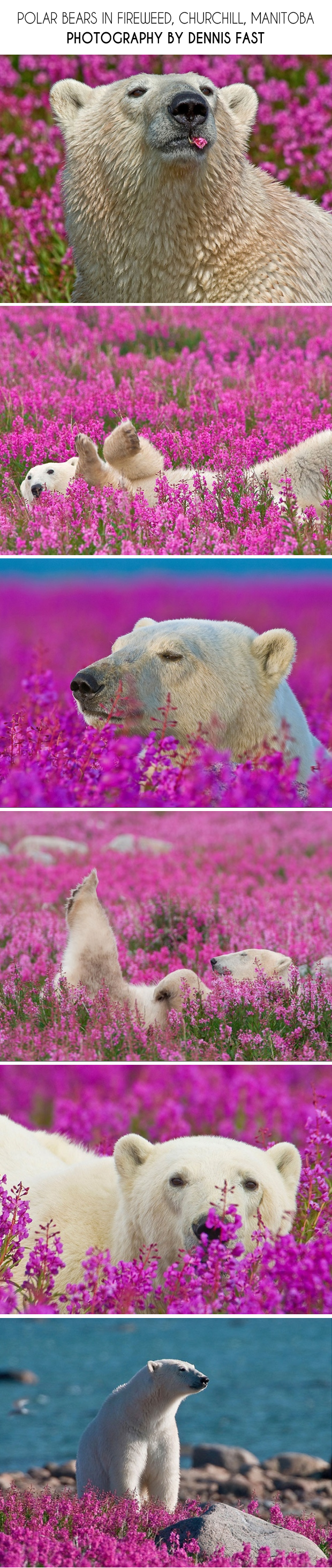 Polar bears in fireweed