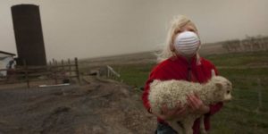 Icelandic girl carries lamb into shelter due to volcanic ash cloud