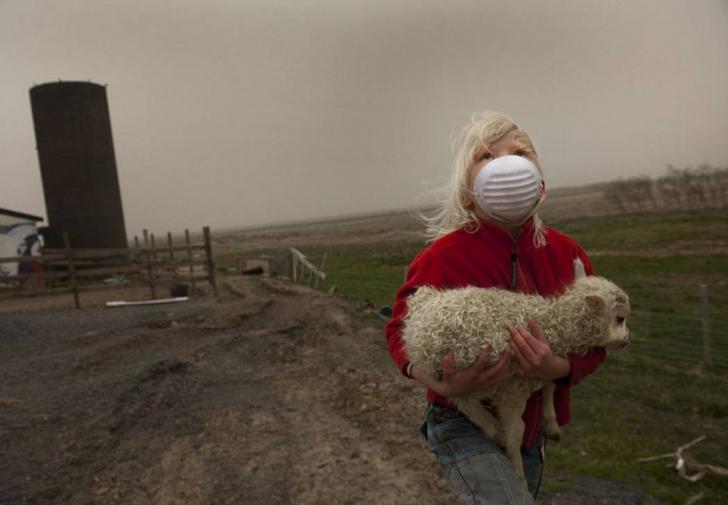 Icelandic girl carries lamb into shelter due to volcanic ash cloud