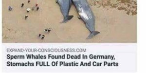 Humanity has a whale of a sense of humor…