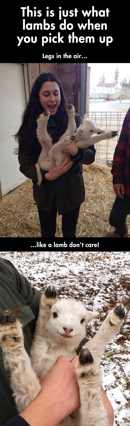 When you pick up a lamb.