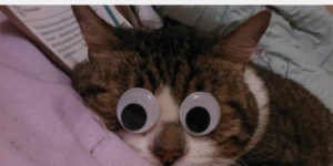 So I put googly eyes on my cat…