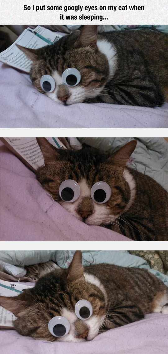 So I put googly eyes on my cat...