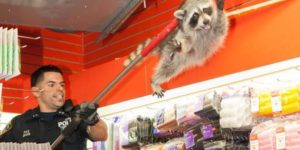 NYPD escorting a raccoon out of a beauty salon #notmypolice